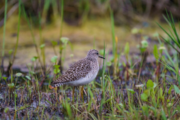 Young Wood Sandpiper (Tringa glareola) feeding in swamp