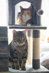 two cats at the play complex for cats.