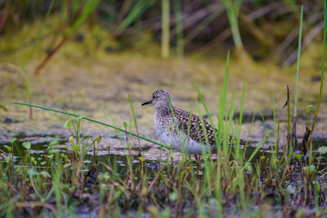 Young Wood Sandpiper (Tringa glareola) feeding in swamp