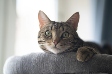 The cat lies on the complex for cats