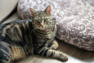 Portrait of a cat lying on the floor.