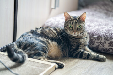 Portrait of a cat lying on the floor.