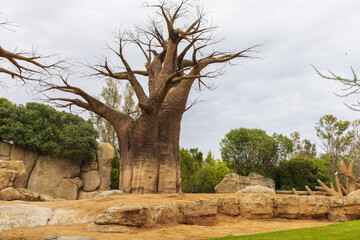 Large baobab tree in park in Valencia