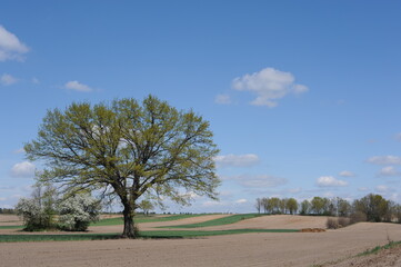 A beautiful rural countryside ecological farming landscape with a tree on a field and green meadow a sunny day with blue sky and white clouds in spring in Mazovia district of Poland, Europe
