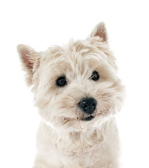 West Highland white terrier