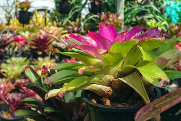 Multicolored bromeliad, colorful bromeliad leaves, Tropical plants in green house for garden decoration. Colorful Neoregelia plant for home decoration. Beautiful Neoregelia bromeliad plants in park.