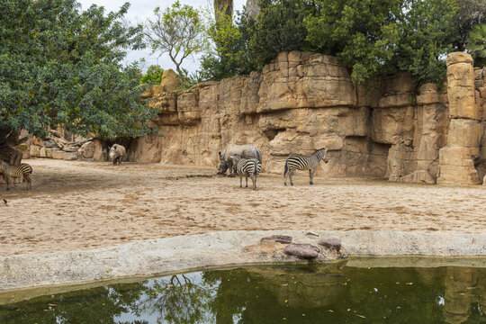 Zebras And Rhinoceroses In Zoo Park, Group Of Animals In Natural Landscape