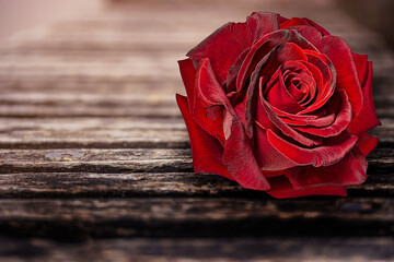 Rose on an old wooden retro table