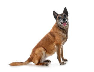 malinois in studio