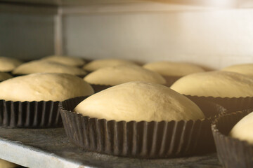 Close-up of bread dough in round iron molds. Dough in the molds fits to the desired condition before baking in the oven at the factory. Photo with illumination