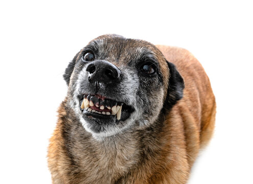 malinois in studio