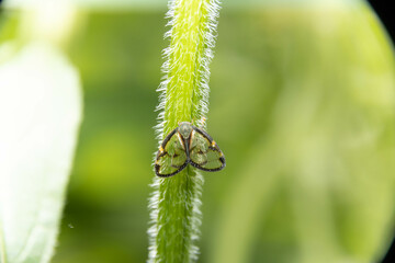森の中の珍しい昆虫