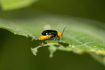 森の中の珍しい昆虫