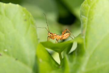 森の中の珍しい昆虫
