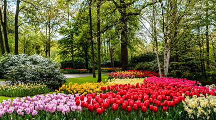 Colorful blooming red tulips and yellow narcissus flowers in famous Keukenhof public garden - popular tourist destination at spring season in Netherlands, Lisse