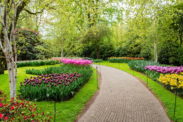 Colorful blooming pink tulips and yellow narcissus flowers alley in famous Keukenhof public garden - popular tourist destination at spring season in Netherlands, Lisse
