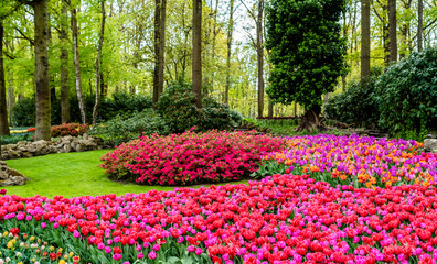 Colorful blooming pink and red tulips flowers in famous Keukenhof public garden - popular tourist destination at spring season in Netherlands, Lisse
