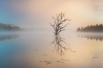 Lone tree in Wyaralong Dam, Queensland, Australia at sunrise