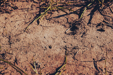 dry soil in an arid environment. a red dry ground and grass in lack of water
