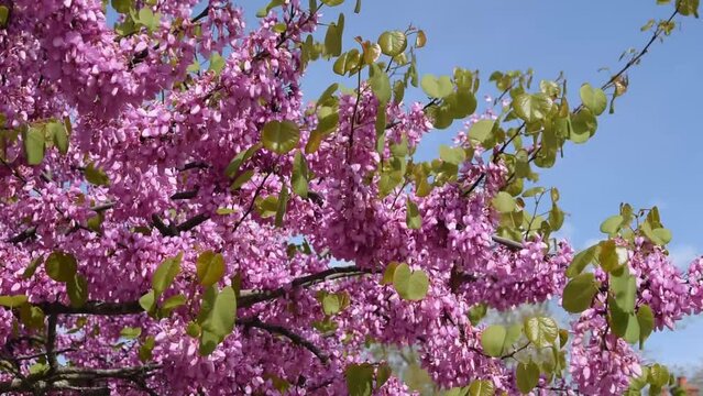 Branches and flowers of the Judas tree swinging in the wind