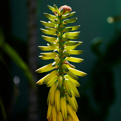 Close up view of a plant
