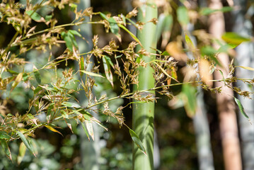 bamboo flower, Bamboo forest background