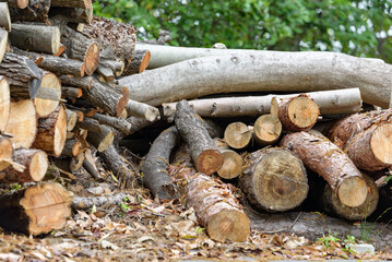 Felled and stacked wood, firewood