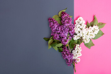 flowers lilac white and purple on a double background of gray and pink. copy space