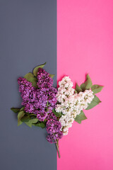 flowers lilac white and purple on a double background of gray and pink. copy space