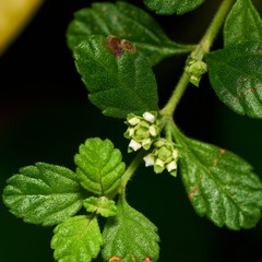 Close up view of a plant