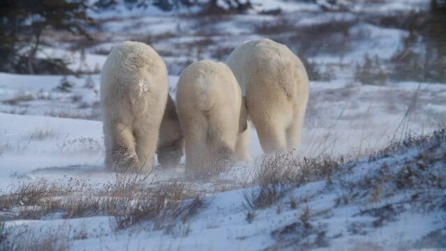 Harsh windy conditions in snow landscape as polar bears walk out of frame
