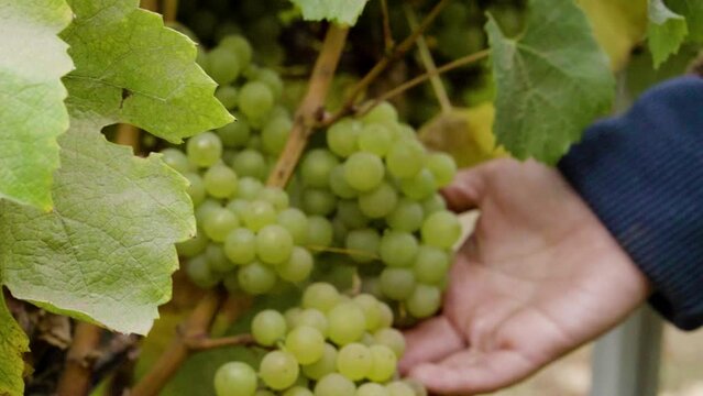 Zoom Out Of A Hand Holding Bunches Of Grapes On The Vines, Leyda Valley, Chile.