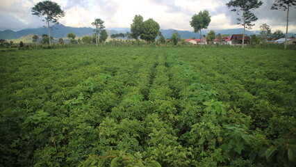 Fototapeta na wymiar green plant potato plant ready for harvest