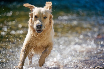 Golden Retriever dog playing in water