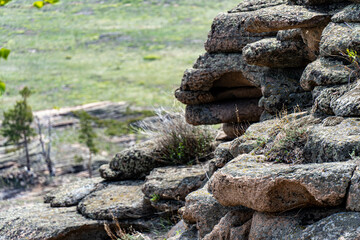 lizard on rock