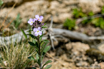 flowers in the forest