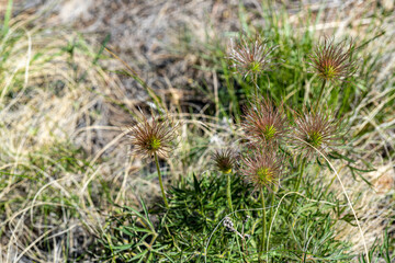 close up of a cactus