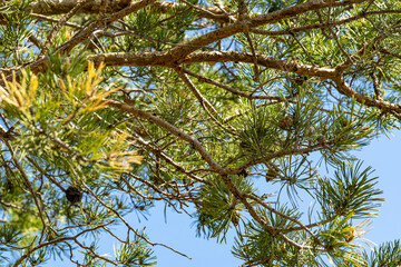 pine tree branches