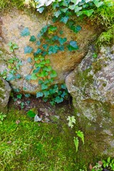 岩に生える蔦と苔とシダ