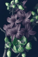Green and purple flowers on a black background, close-up, studio shot.