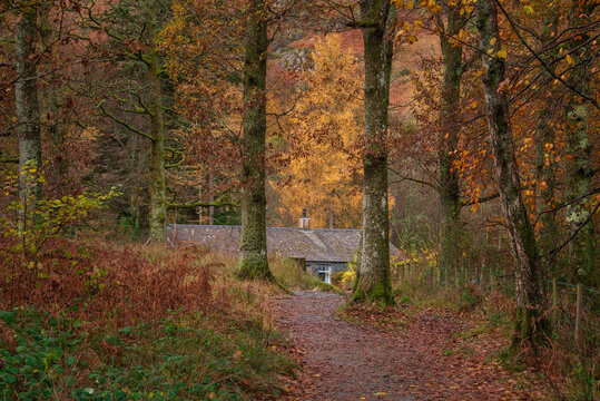 Stunning Autumn forest landscape image of cabin in the woods surrounded by tall golden trees