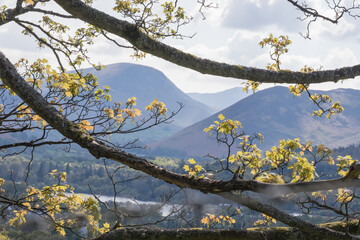 Mountain view seen through new leaves on a tree