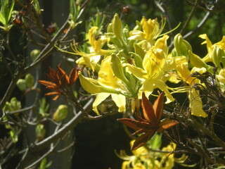 żółte kwiaty na krzewie w parku 