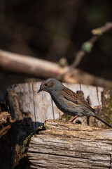 Lovely close up vibrant image of Wren bird Troglodytes Aedon in Spring woodland landscape setting