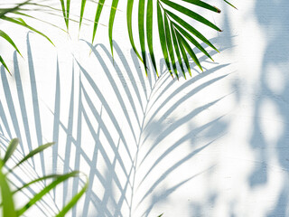 Tropical palm leaves with hard shadow on white stucco wall. Minimalist stylish background with copy space for presentation. Sunshine summer mood. Selective focus.