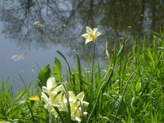 wiosenne kwiaty nad brzegiem stawu w parku 