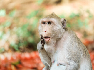 The monkey was laughing with a cheeky expression, looking funny, joyful and happy alone in the nature park.