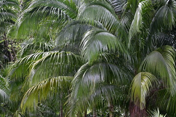 Palm leaves, Pearl Farm Beach Resort, Davao del Norte, Philippines