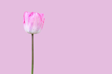 Pink tulip flower isolated on pink background. Copy space. Modern, puristic springtime background.
