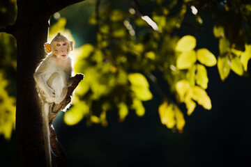 A little monkey sits in the shade of a tree in a natural forest park and leave space for banner...